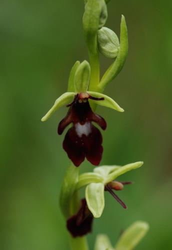 hmyzovník muchovitý