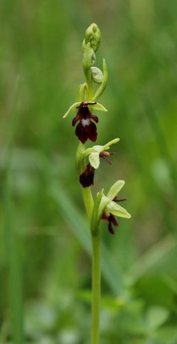 hmyzovník muchovitý