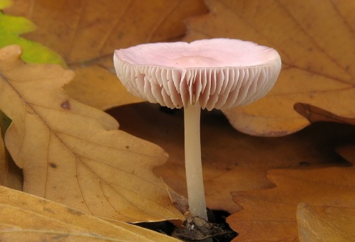 prilbička ružovkastá / helmovka narůžovělá