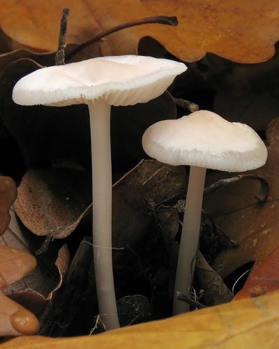 prilbička (bližšie neurčená)