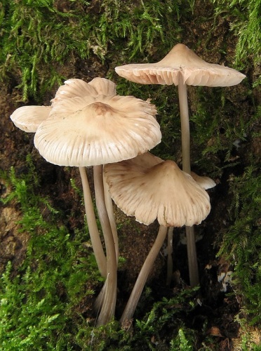 prilbička (bližšie neurčená)