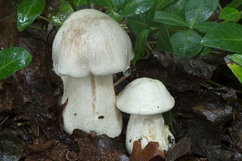 hodvábnica veľká / závojenka olovová