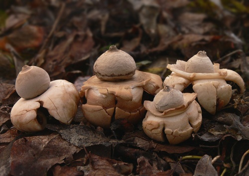 hviezdovka trojitá / hvězdovka trojitá