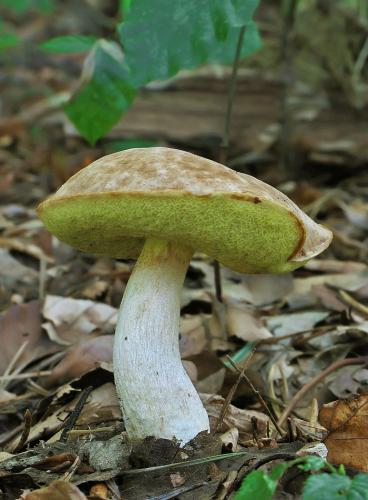 hríb jamkatý / hřib jamkatý