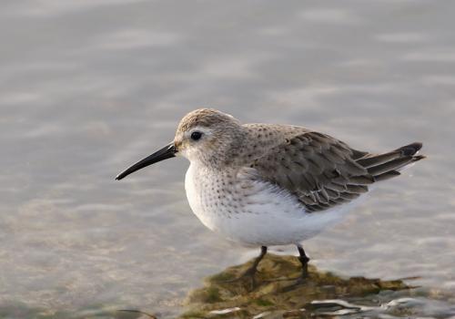 pobrežník obyčajný