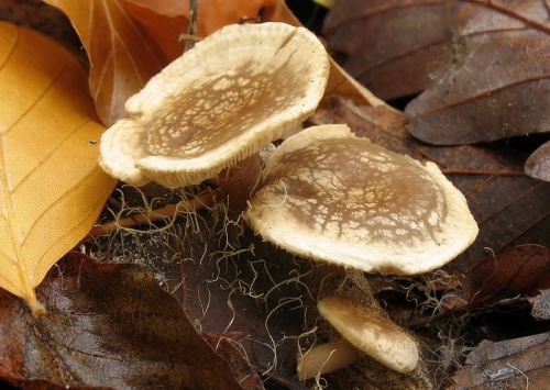 čechrulka čírovkovitá / čechratička čirůvková