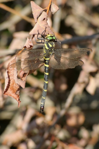 pásikavec / páskovec dvojzubý / Two-toothed Golden-ring