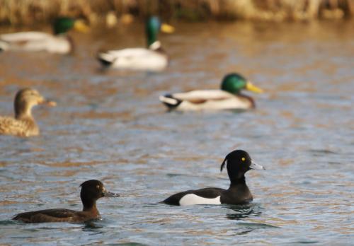 chochlačka vrkočatá