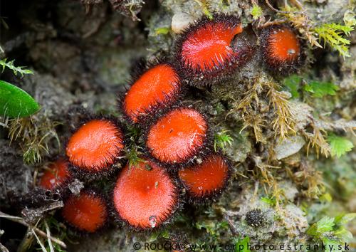 štítovnička šarlátová