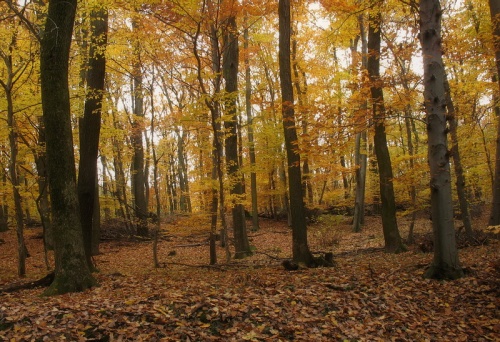 Vajnorská dolina