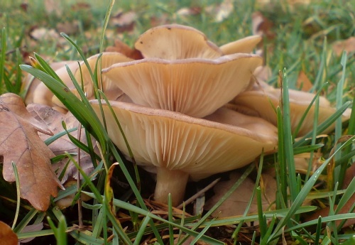 strmulec (bližšie neurčený)