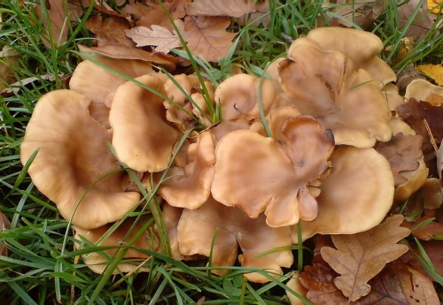 strmulec (bližšie neurčený)