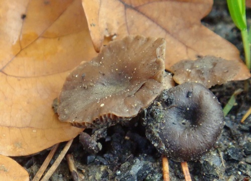 uhľovka lúčovitá / kalichovka spáleništní