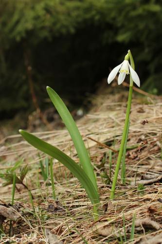 snežienka jarná