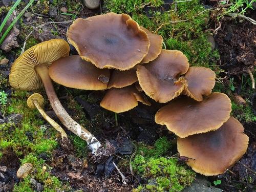 Callistosporium luteo-olivaceum