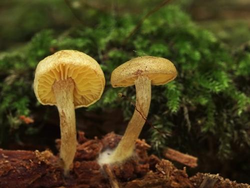 Callistosporium pinicola