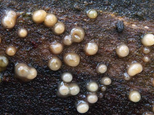 Leucogloea compressa