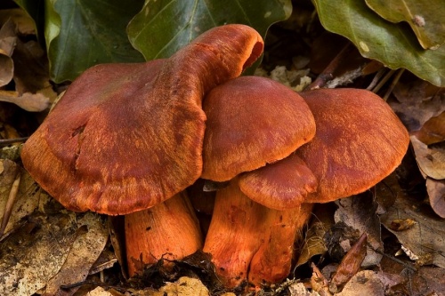 pavučinovec rumelkový / pavučinec rumělkový