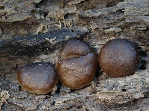 Psilopezia nummularia