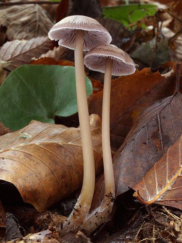 prilbička dvojvonná