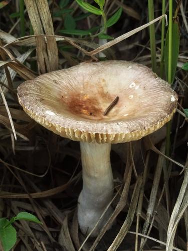 plávka rašelinisková