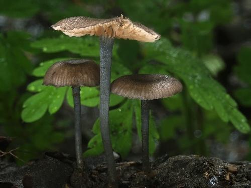 hodvábnica mäsovočervená