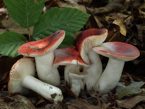 plávka / holubinka vodnatá