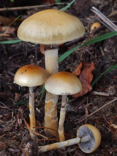 golierovka pologuľovitá / límcovka polokulovitá