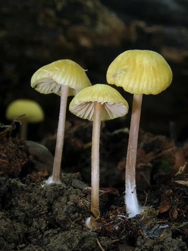 hodvábnica voňavá