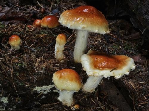 šupinovka hnedočervená / šupinovka hnědočervená