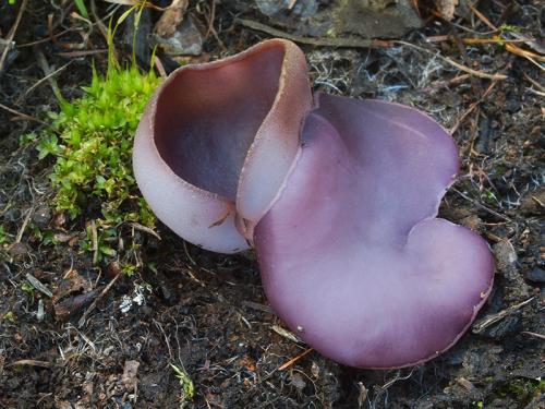 čiaška (bližšie neurčená)