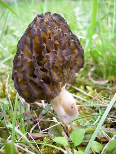 smrčok kužeľovitý / smrž kuželovitý