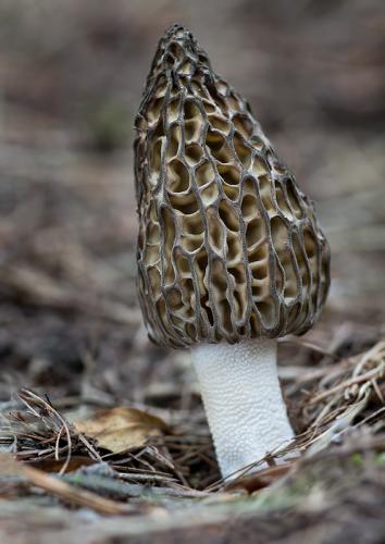 smrčok kužeľovitý / smrž kuželovitý