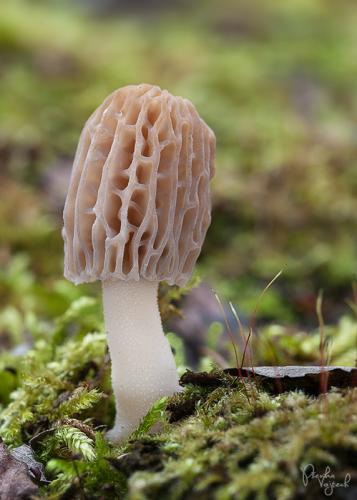 smrčok kužeľovitý / smrž kuželovitý