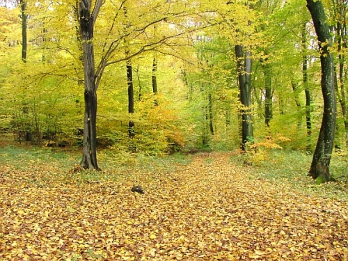 Jeseň