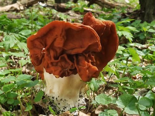 ušiak zväzkovitý / ucháč svazčitý