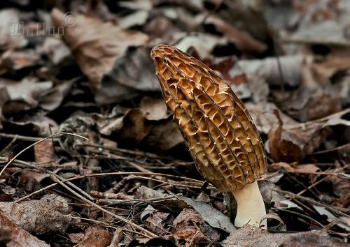 smrčok kužeľovitý / smrž kuželovitý