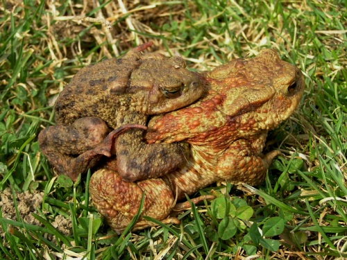 ropucha bradavičnatá