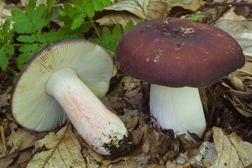 plávka štipľavá / holubinka brunátná