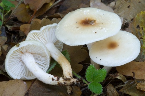 šťavnačka / šťavnatka Lindtnerova