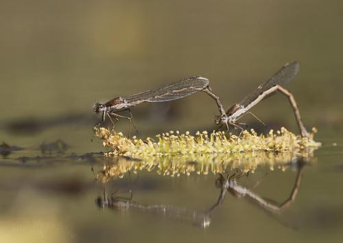 šidlovka hnedá / šídlatka hnědá / Common Winter Damselfly