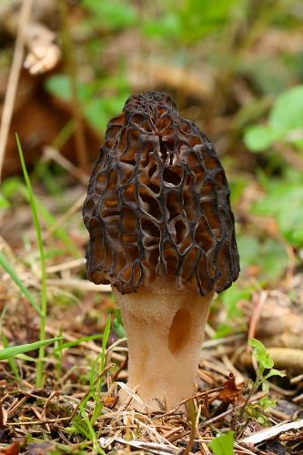 smrčok kužeľovitý / smrž kuželovitý