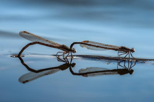 šidlovka hnedá / šídlatka hnědá / Common Winter Damselfly
