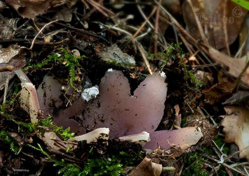 tulipánovka fialová / baňka velkokališná
