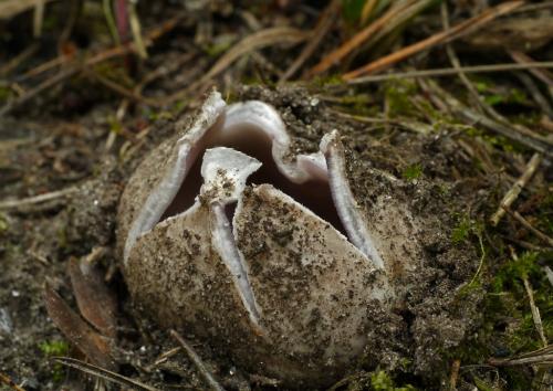 tulipánovka fialová / baňka velkokališná