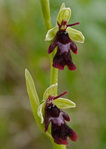 hmyzovník muchovitý