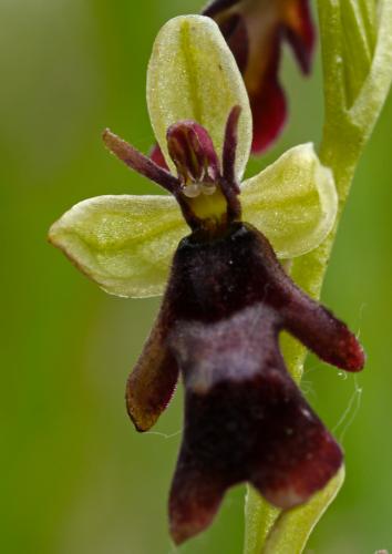 hmyzovník muchovitý