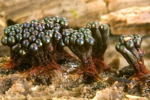 metatrichia / vosnatka červená