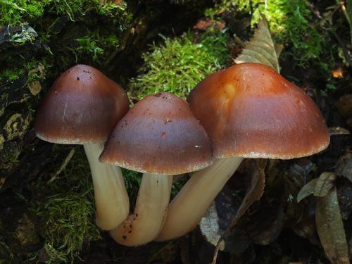 peniazovka / penízovka kroucená