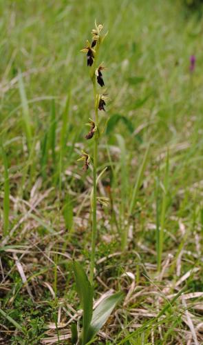 hmyzovník muchovitý